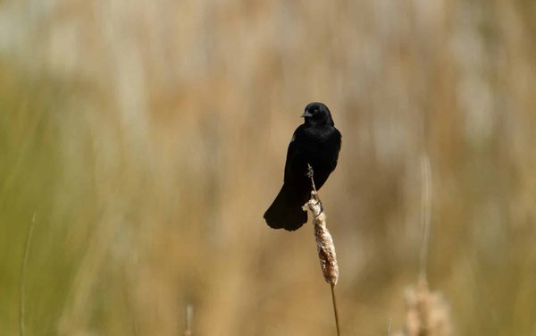 What features should a holiday rental in the Lake District include for birdwatchers?